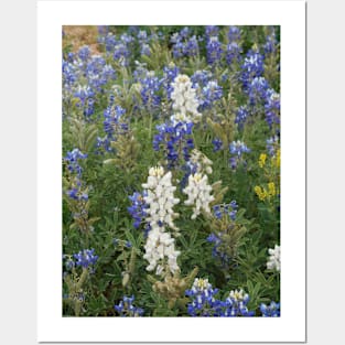 White bluebonnets Posters and Art